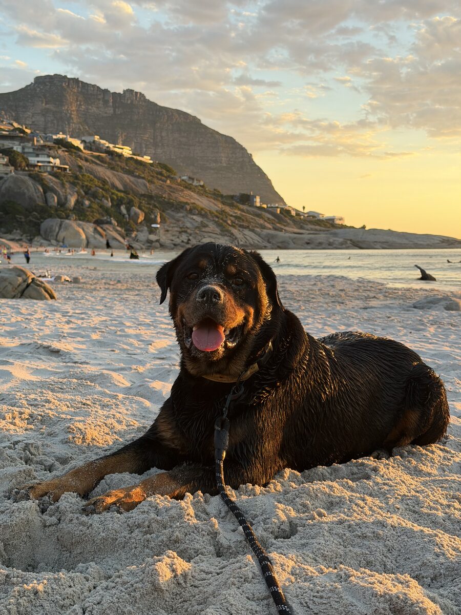 A dog on the beach at sunset