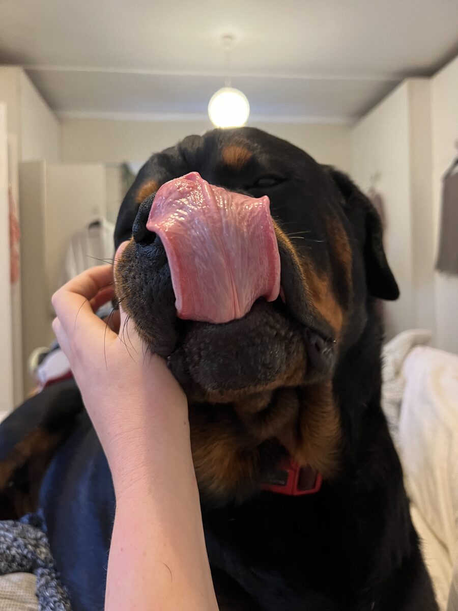 Kai getting affection at home